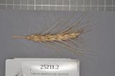 Click for 1 image(s) for this accession. Spike